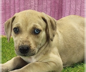 Catahoula Leopard Dog Puppy for sale in CUMBY, TX, USA