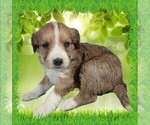 Small #9 Bernedoodle (Miniature)