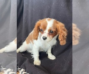 Cavalier King Charles Spaniel Puppy for Sale in WATERTOWN, Wisconsin USA
