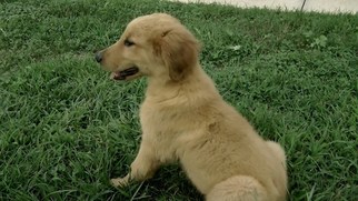 Golden Retriever Puppy for sale in AVA, MO, USA