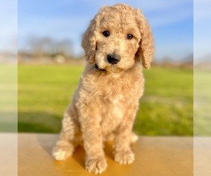 Poodle (Standard) Puppy for sale in MODESTO, CA, USA