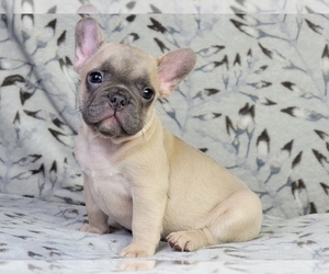 French Bulldog Puppy for sale in NEW YORK, NY, USA