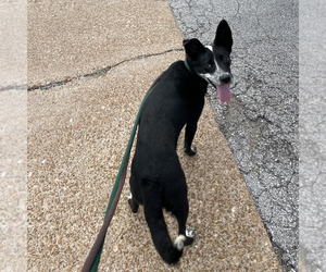 Nancy Drew (a courtesy listing in St Louis MO) - Female Border Collie-Unknown Mix Dog for Adoption - Photo #3