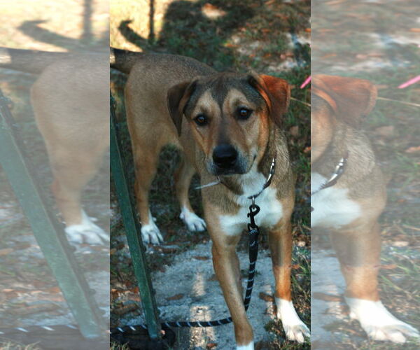 Medium Photo #4 German Shepherd Dog-Rhodesian Ridgeback Mix Puppy For Sale in Attalka, AL, USA