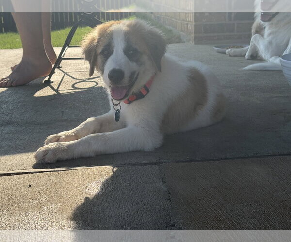 Medium Photo #6 Great Pyrenees-Unknown Mix Puppy For Sale in Dallas, TX, USA
