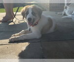 Small #5 Great Pyrenees Mix