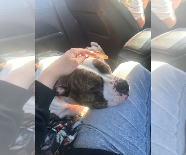 Medium Photo #3 American Pit Bull Terrier Puppy For Sale in Minneapolis, MN, USA