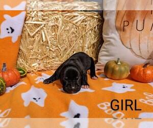 Great Dane Puppy for sale in OATVILLE, KS, USA