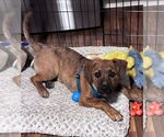 Small #6 Black Mouth Cur-Labrador Retriever Mix