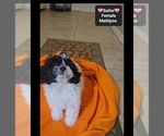 Small #2 Maltipoo (Toy)