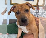 Small #5 Mastiff Mix