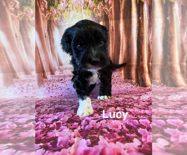 Medium Photo #9 Portuguese Water Dog Puppy For Sale in OAKLAND, MI, USA