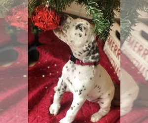 Dalmatian Puppy for sale in NEW MILFORD, CT, USA