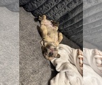 Puppy Pudge French Bulldog