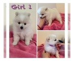 Small Photo #5 Pomeranian Puppy For Sale in EL PASO, TX, USA