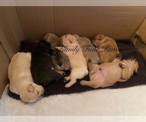 French Bulldog Puppy for Sale in HOODSPORT, Washington USA