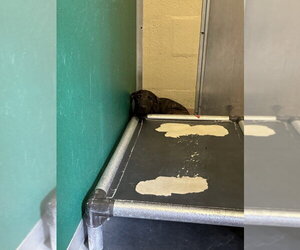 German Shepherd Dog-Unknown Mix Dogs for adoption in Texas City, TX, USA