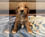 Puppy Rock Goldendoodle