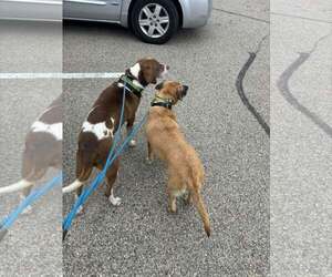 Cooper (and Zeara) - Male Labbe Dog for Adoption - Photo #5