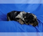 Small Photo #5 Bernedoodle (Miniature) Puppy For Sale in MORA, MN, USA
