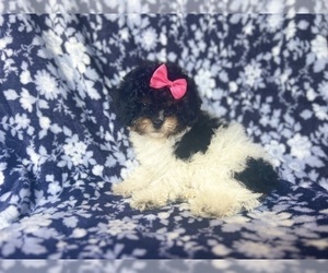 Cavapoo Puppy for sale in LAKELAND, FL, USA