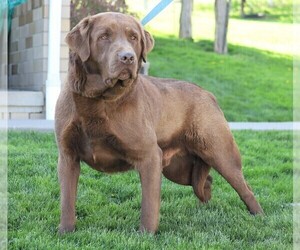 Medium Labrador Retriever