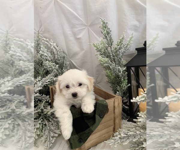Full screen Photo #6 Bichon-A-Ranian Puppy For Sale in GREENWOOD, IN, USA