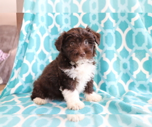 Aussie-Poo Puppy for sale in SHILOH, OH, USA