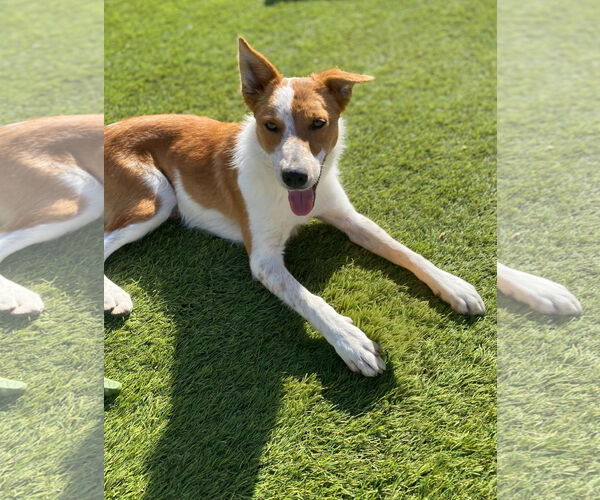 Medium Photo #1 Border Collie-Unknown Mix Puppy For Sale in La Verne, CA, USA