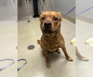 German Shepherd Dog-Unknown Mix Dogs for adoption in Las Vegas, NV, USA