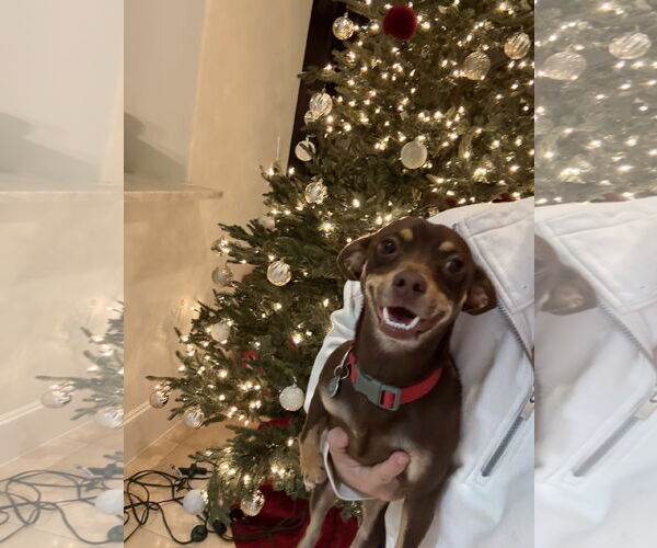 Medium Photo #4 Chihuahua-Unknown Mix Puppy For Sale in The Woodlands, TX, USA