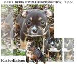 Puppy Puppy 4 American Bully
