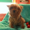 Small Photo #1 Yorkshire Terrier Puppy For Sale in GAP, PA, USA
