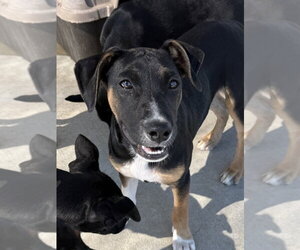 Mutt Dogs for adoption in Bolivar, MO, USA