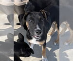 Bieber - Female Mutt Dog for Adoption - Small photo