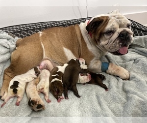 Mother of the English Bulldog puppies born on 06/13/2022