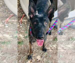 - Mix Dogs for adoption in Imlay City, MI, USA
