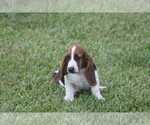 Small #2 Basset Hound