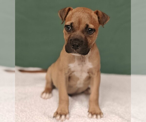 Medium Photo #4 Boxer-Unknown Mix Puppy For Sale in Royal Palm Beach, FL, USA