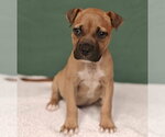 Small #3 Boxer Mix