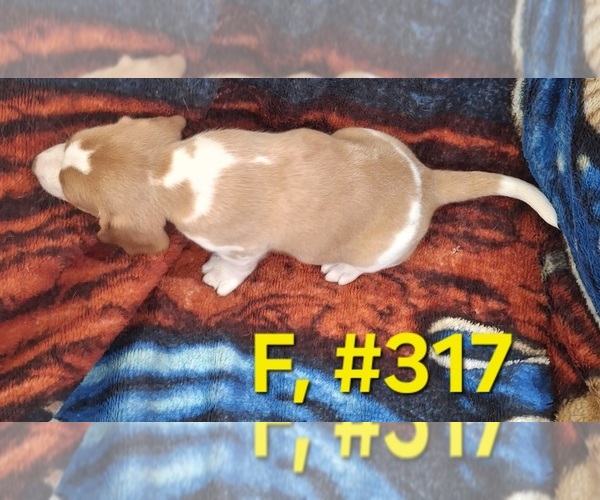 Medium Photo #15 Bagle Hound Puppy For Sale in CENTRALIA, WA, USA