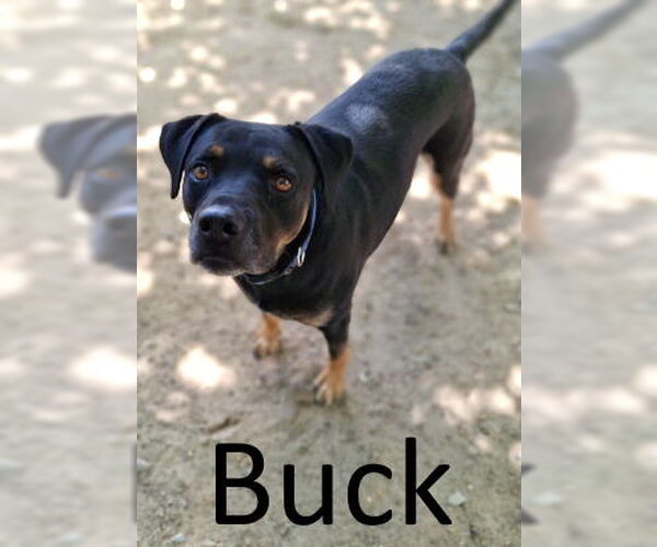 Medium Photo #5 Black Mouth Cur-Rottweiler Mix Puppy For Sale in Mountain View, AR, USA