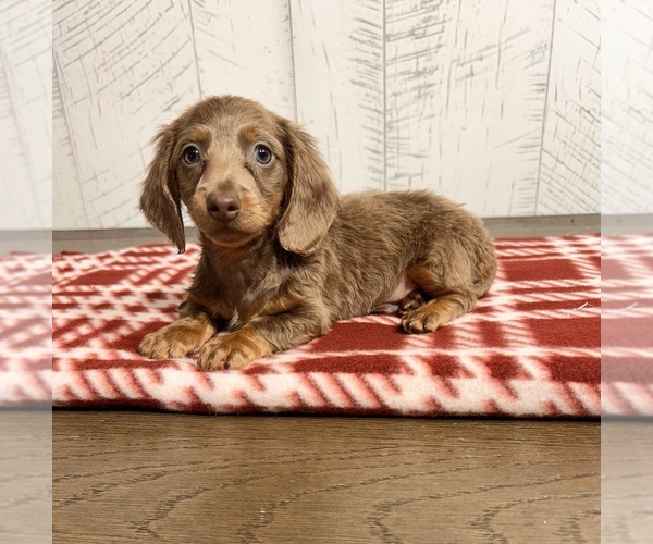 Medium Photo #3 Dachshund Puppy For Sale in MIDDLEBURY, IN, USA