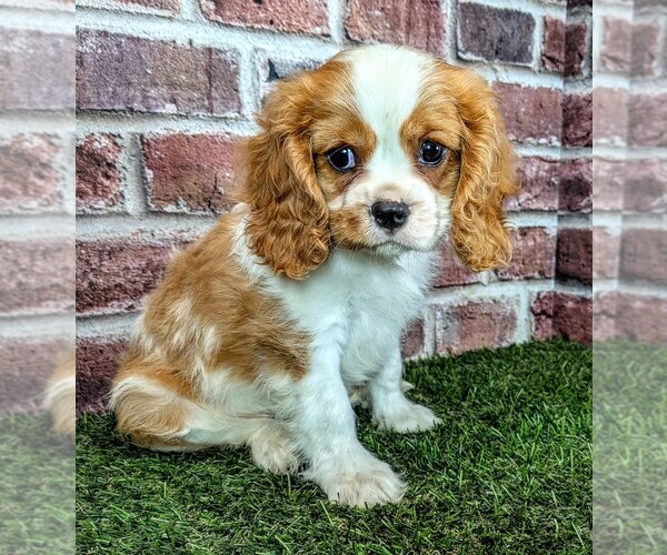 Medium Photo #1 Cavalier King Charles Spaniel Puppy For Sale in MOBERLY, MO, USA