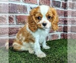 Image preview for Ad Listing. Nickname: Jake