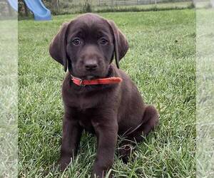 Labrador Retriever Puppy for sale in DAYTON, VA, USA