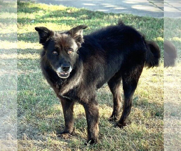 Medium Photo #3 Border Collie-Unknown Mix Puppy For Sale in Denton, TX, USA