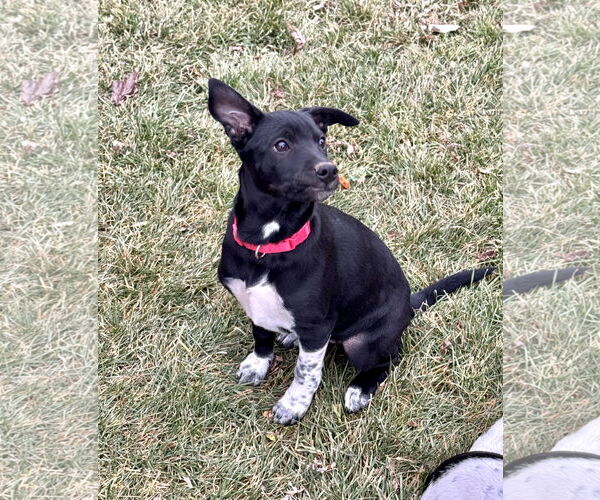 Medium Photo #4 Mutt Puppy For Sale in Sandy, UT, USA