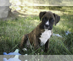 Small #3 Boxer