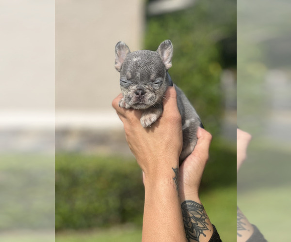 Medium Photo #2 French Bulldog Puppy For Sale in NEW SMYRNA BEACH, FL, USA